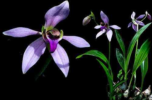 Ancistrochilus rothschildianus